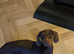 Miniature Dachshund male 4 year Old