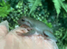 4 Whites Tree Frogs & Set Up