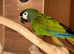 Proven pair illigers mini macaw