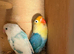 Beautiful young love birds for sale