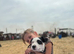 Beautiful Terrier Mix Puppies – Family Bred & Raised