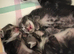 Kittens for sale