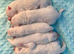 KC Samoyed puppies