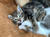 Tabby Kittens