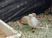 King/Chinese painted quail