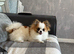 Beautiful pomchi