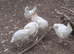 Utility white leghorn pullets, white stars
