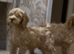 Gorgeous F1 Cockapoo Puppies READY NOW