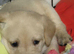 Goldador puppies