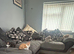 Gorgeous litter of British shorthair mix