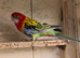 Eastern rosella
