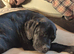 Cane corso puppies