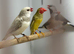 Owl finches
