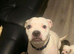 american bulldog puppies