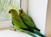 Stunning young Indian ringnick parrot