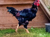 Pair Indian (also called) Cornish Game LARGE FOWL