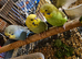 Lovely budgies