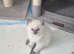 Blue point ragdoll