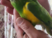 Baby senegale parrots