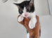 Kittens