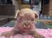 4 males Shihzu puppies available ready now !!