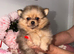 Teacup Russian Pomeranian Puppies Available