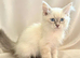 Stunning Siberian Neva Masquerade