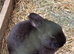 2 black female rabbits
