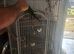 Rainbow lorikeet ozzie