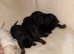 German Shepard puppies