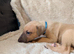 Last kc registered male whippet pup