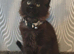 Ticca registered pedigree health tested polydactle Ma8ne Coon kittens.