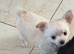 Long haired chihuahua pups