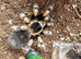 Tarantulas collection for sale