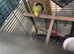 Indina ringneck yellow
