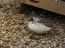 Chinese painted quail eggs