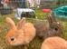 5 beautiful French lop x mini lop