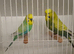 Exposition Budgies
