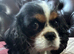 Kennel Club registered Tricolour Cavalier girl available to pet home only - 4 years old.
