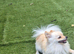 I am selling a Pomeranian
