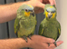 Baby handreard orange -winged Amazon for sale or px