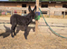 Mediterranean Miniature Donkey For Sale