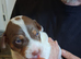 Stunning Jack Russell's ,Hastings