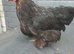 1 bantam chicken