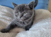 Two beautiful BSH kittens for sale