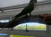 Alexandrine male