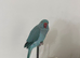 Blue female Indian Ringneck
