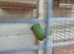 Ringneck complete with large cage