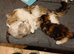 Kitten looking for loving home