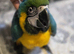 Ready Now &ndash; Baby Hand-Reared Super Tame Blue & Gold Macaw &ndash; Warrington